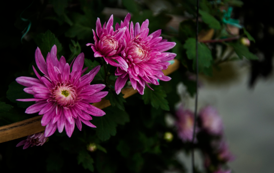 「诗词鉴赏」谁能白发对黄花，十首赏菊的诗词，冬日赏菊味更浓