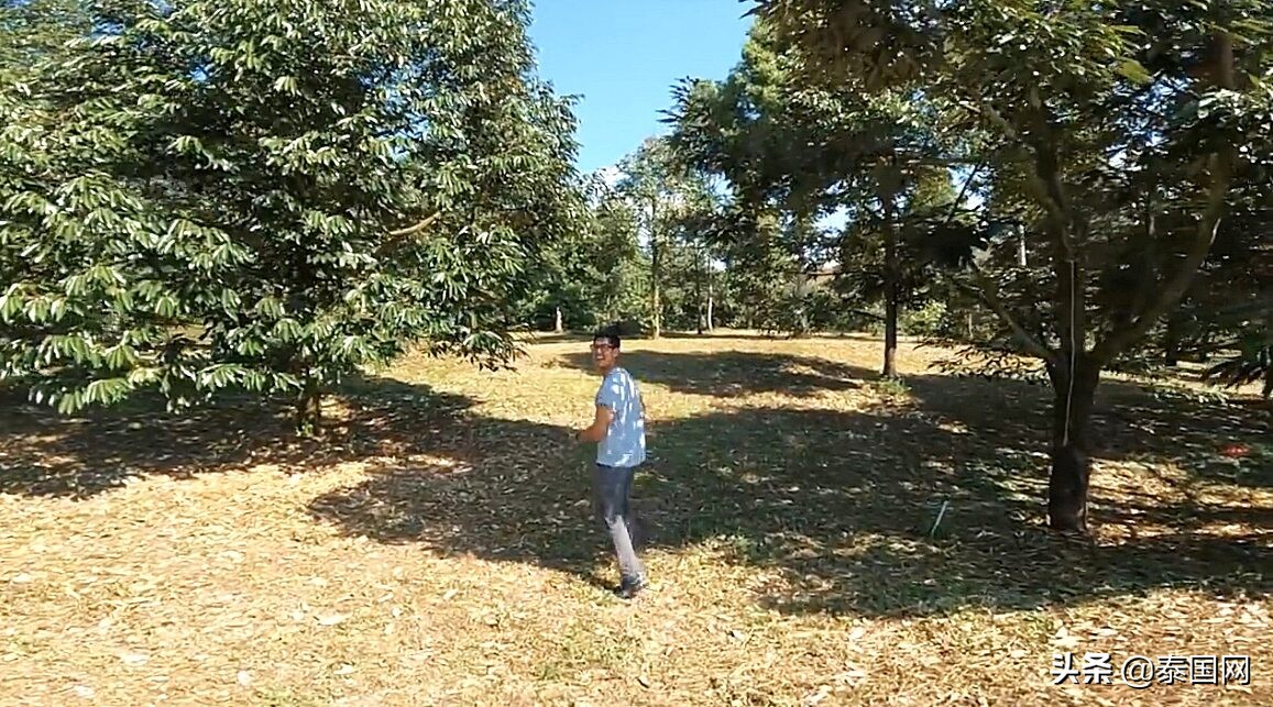 隐藏富豪？泰国知名男星Weir斥资800万铢置地种水果