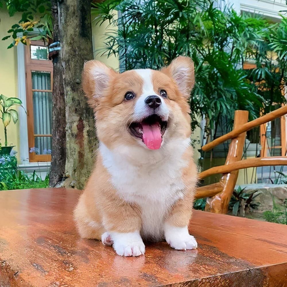 柯基犬的优缺点，看完以后，再决定养不养