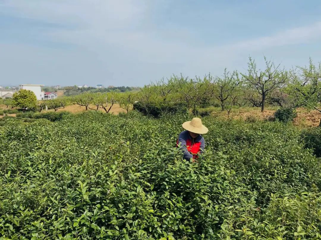 “四月限定”！不出当涂，就可以品到的人间美味