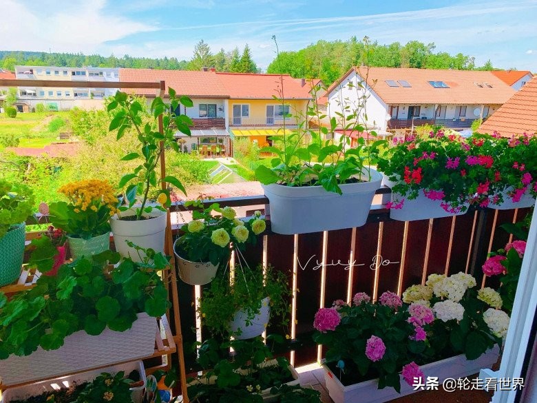 越南妈妈4㎡的小阳台，种各种蔬菜鲜花，每一个角落都美轮美奂
