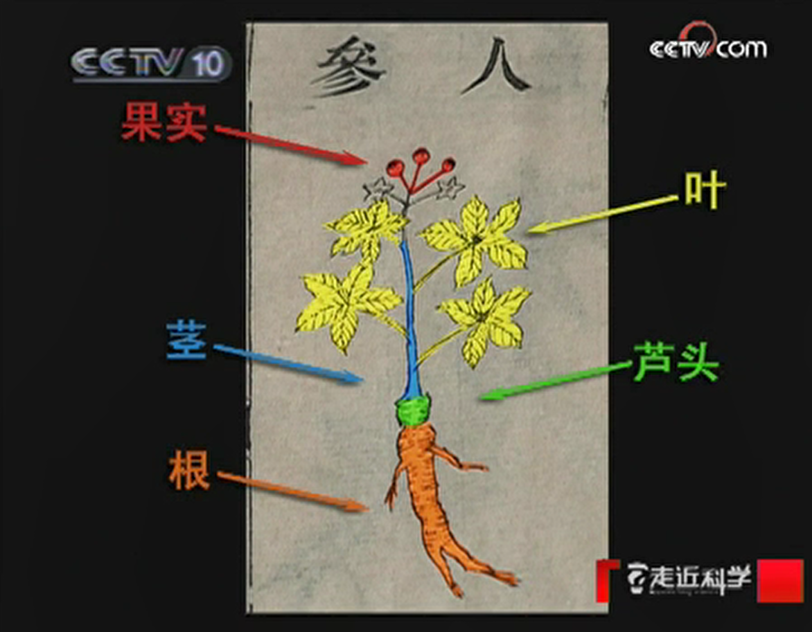 1982年，山东一妇人泡了瓶人参酒，2006年却发芽了，人参复活了？