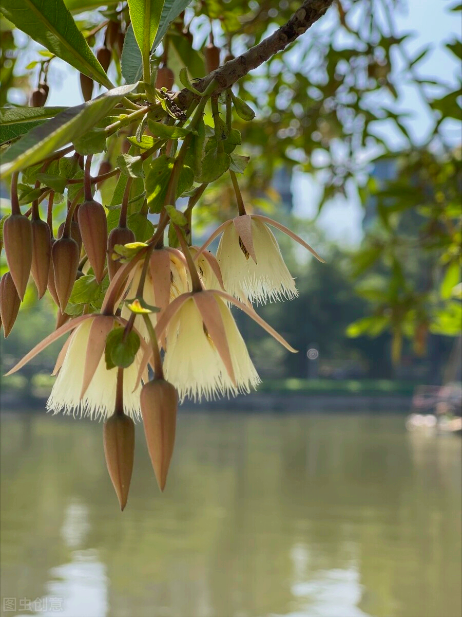 一花一深爱，春暖花开爱钟情，鸟语花香情如画，赏心悦目醉人心