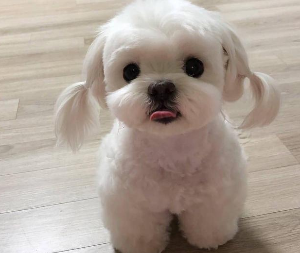大牧羊犬>边境牧羊犬>德国牧羊犬>金毛寻回犬，这些狗狗超级聪明哦！