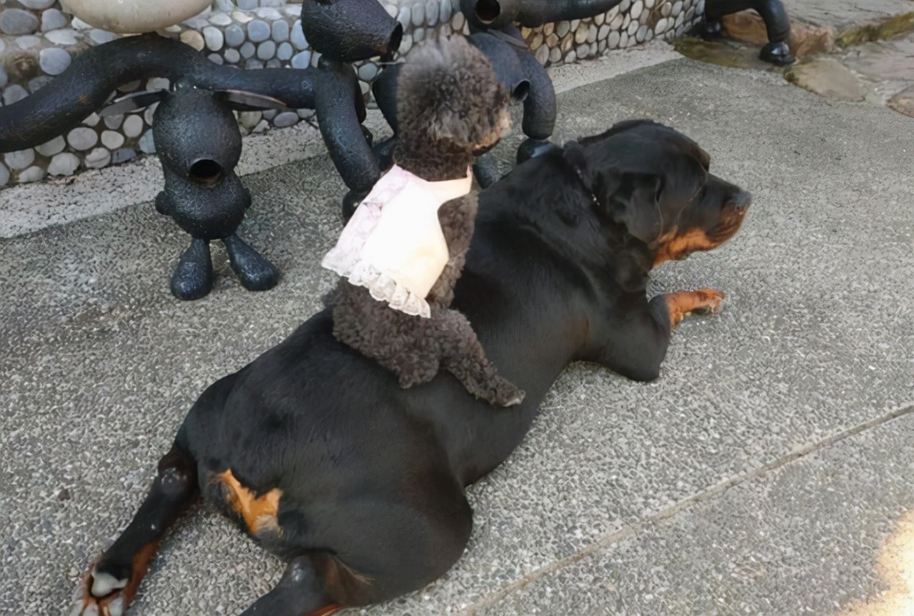 罗威纳犬的优点和缺点 为什么不建议饲养