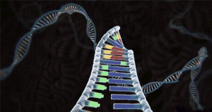 ��������ձ�ѡ�����˥�ϣ��������������⾿����Ϊʲô��