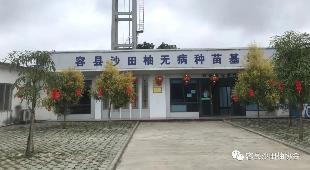真抓实干，保护沙田柚产业容县认真抓好沙田柚黄龙病防控示范工作