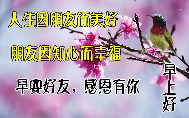 初夏早上好唯美祝福图片 早安图片带字带鲜花 幸福花祝你幸福美满图片