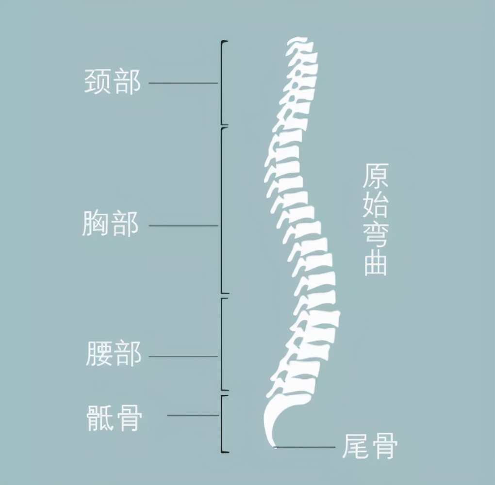 一文看懂人体工学椅选购要点（续），2000以内的工学椅不完全点评