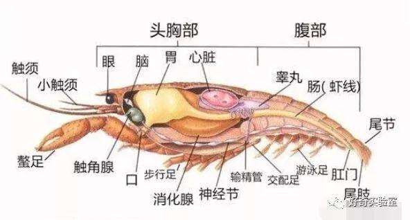 小龍蝦蛻殼的難點是什么？