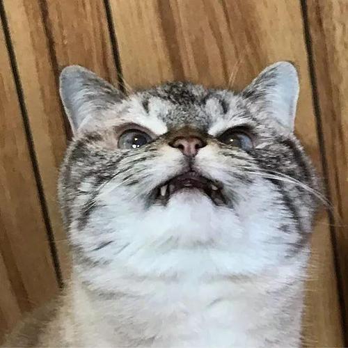 的声音,并且配上蛇受到惊吓后的张嘴的表情,那说明猫咪受到了惊吓.