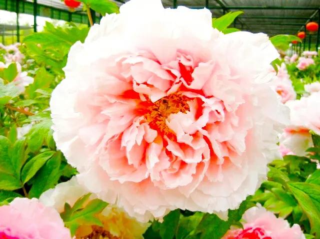 形容人比花娇的句子有哪些？