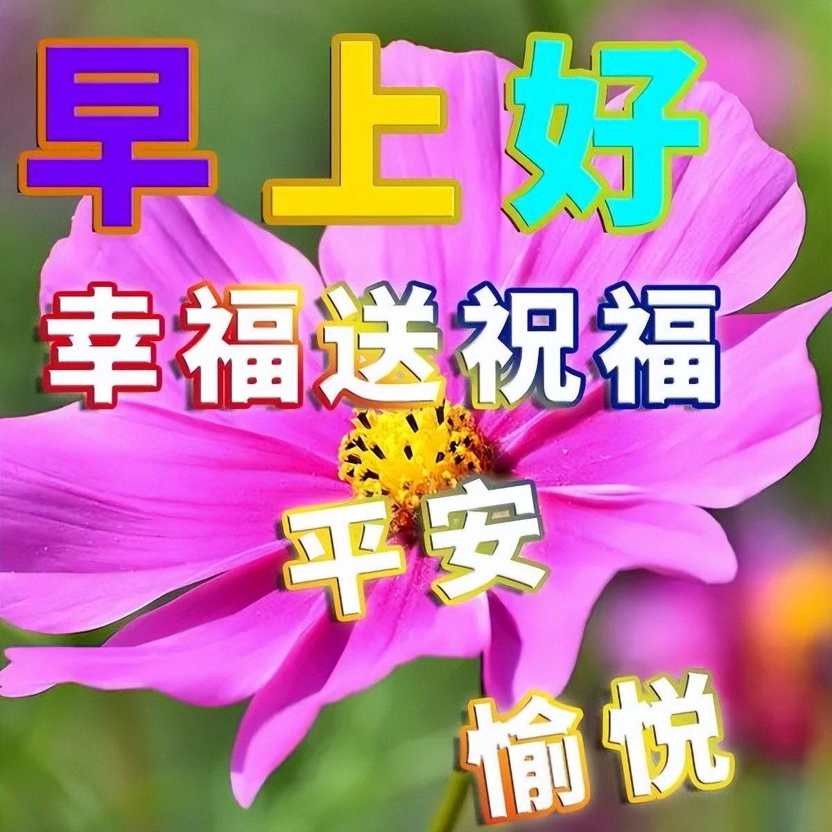周六早上好问候语，愉快清晨问候早上好短句 言语不多、祝福无价图片