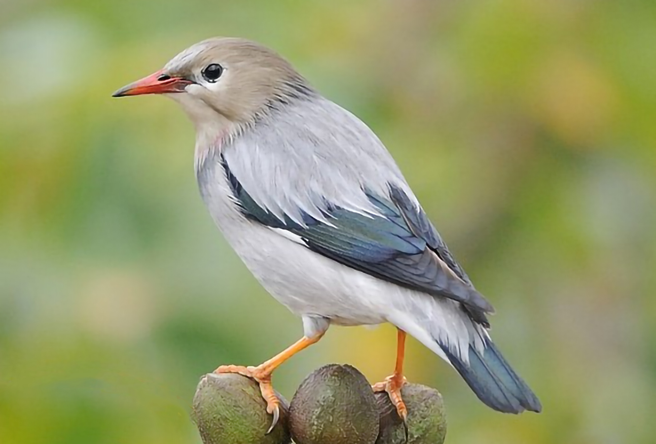 东江揽胜:鸟类观察手册(27)——雀形目之椋鸟科