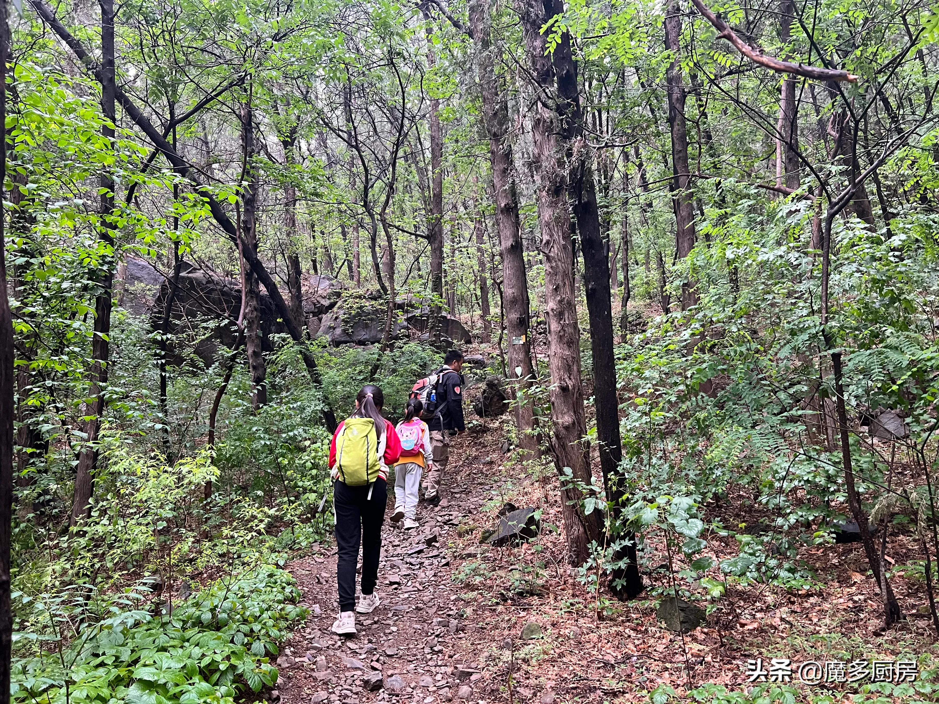 北京香山植物园户外记录，带孩子们雨中山野徒步，感受自然乐趣