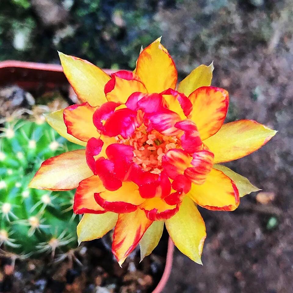 丽花仙人球～花开媲美荷花,好养又勤花