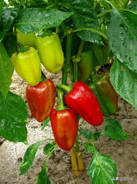 青椒的功效与作用(青椒辣味可调控) - 行就行