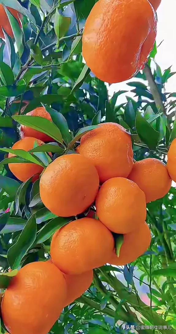 硕果累累,瓜果飘香,丰收的喜悦