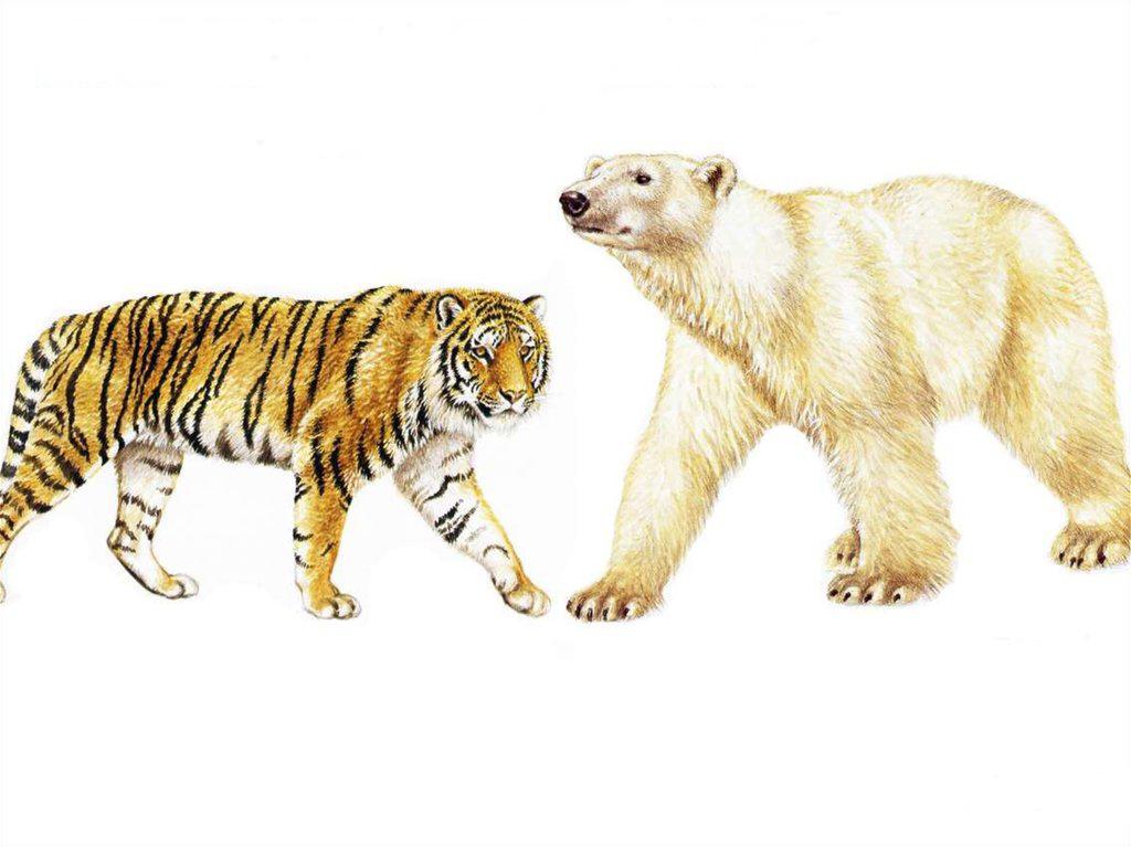 polar bear vs siberian tiger who would win