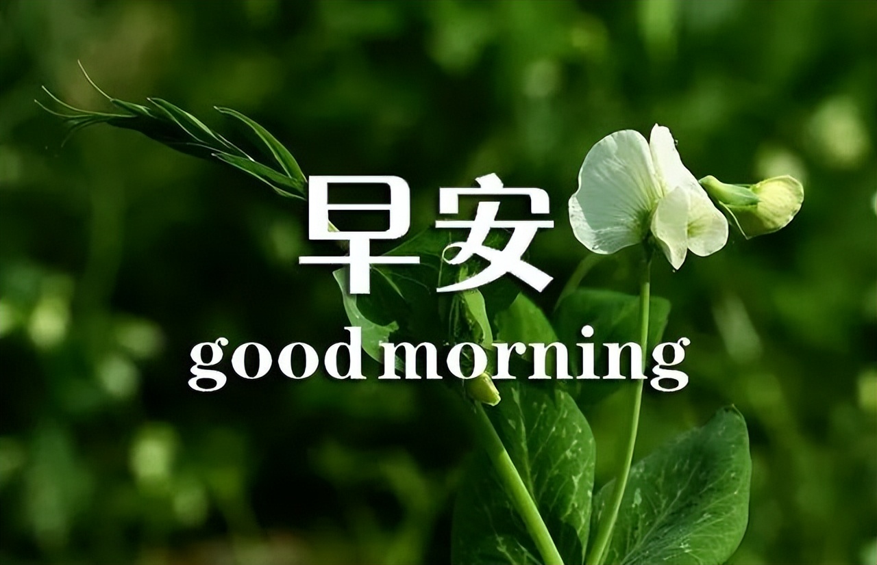 星期二微信漂亮的鲜花早上好问候问候语图片 珍惜所拥有的就是幸福图片
