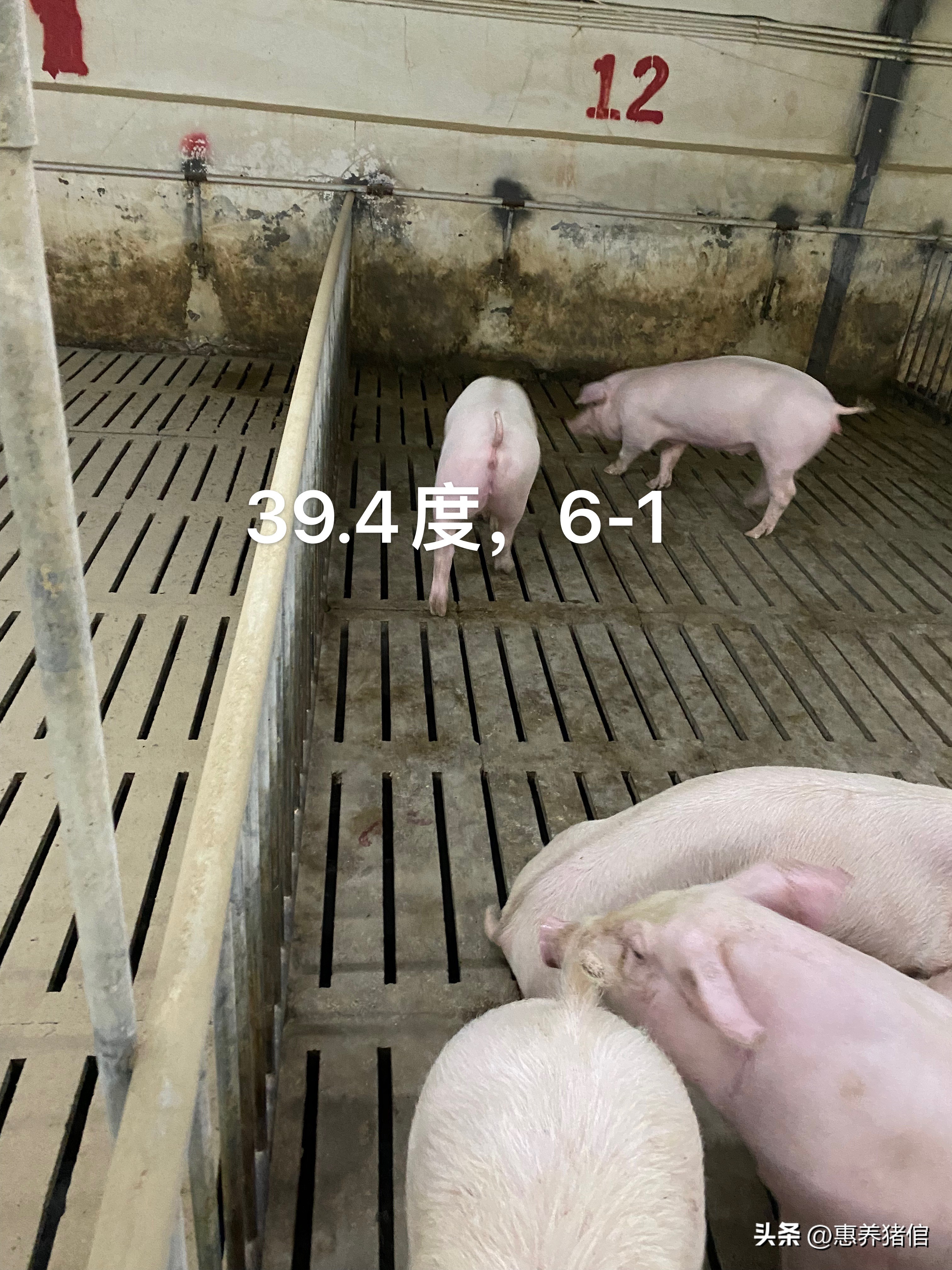 猪发热性病症的发病机制、对猪只危害和用药逻辑