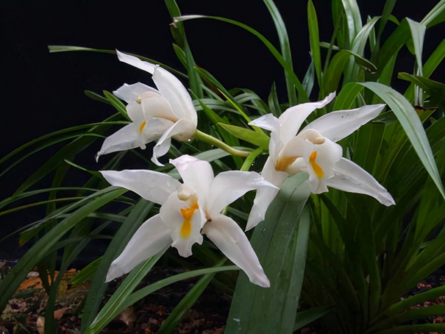 29个兰花品种，名称与图片都在这里了，你还傻傻分不清吗？