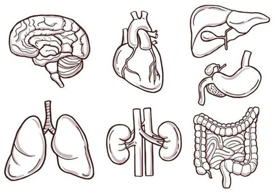 人体器官的简笔画图片