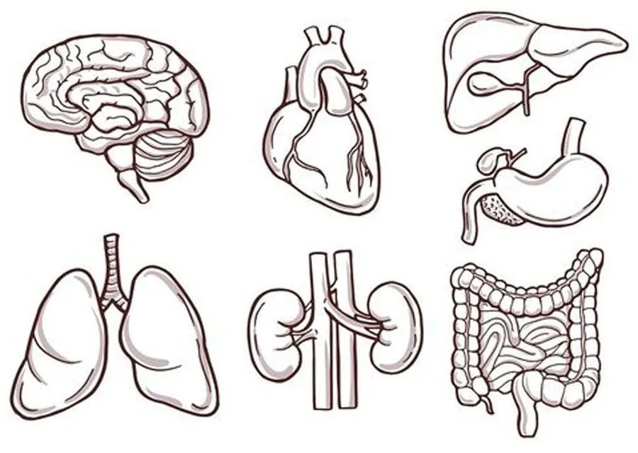 儿童画教程 | 综合创意画--我们的身体器官