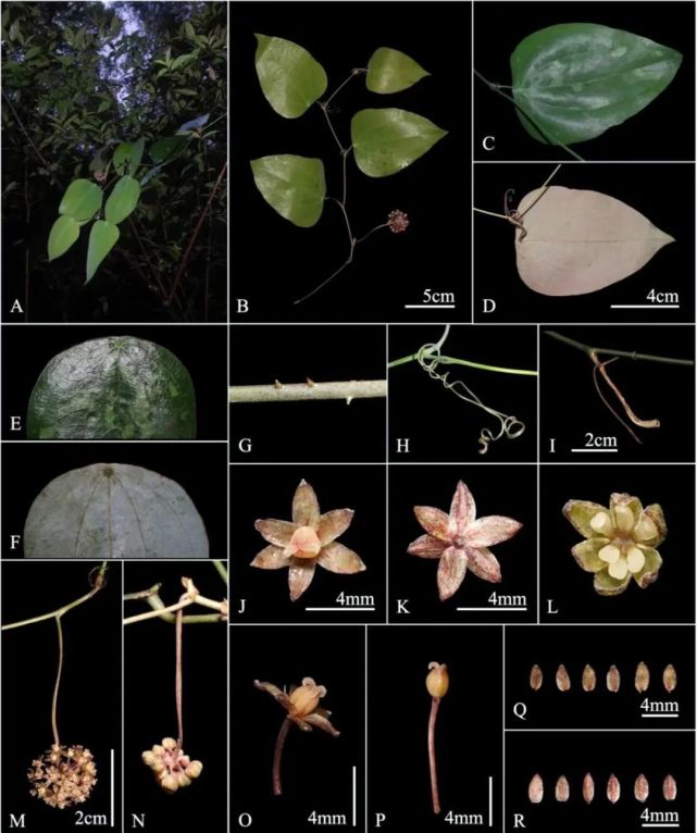 贵州茂兰保护区发现植物新种——盾叶菝葜（bá qiā）