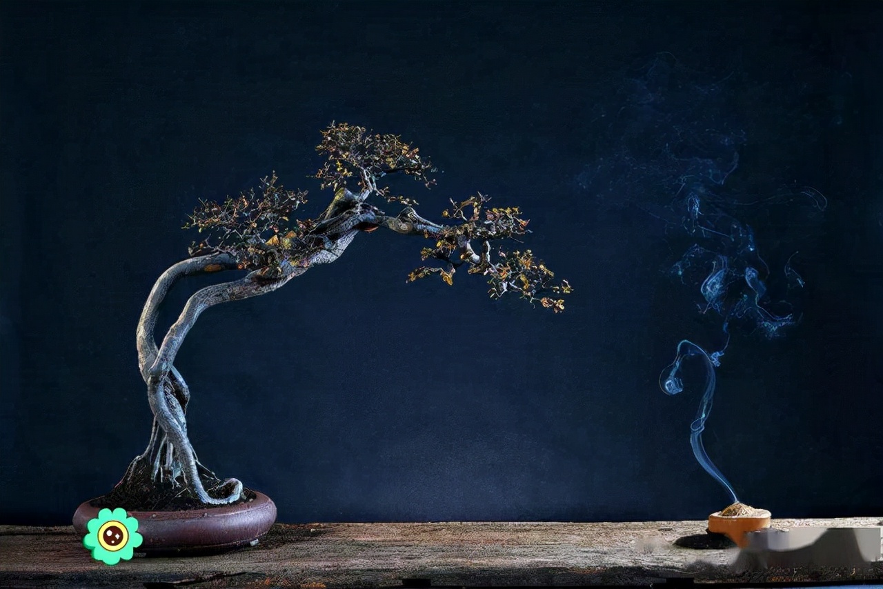 养花久了，可以栽培这6种树，培养成盆景，不仅好看，而且价值高