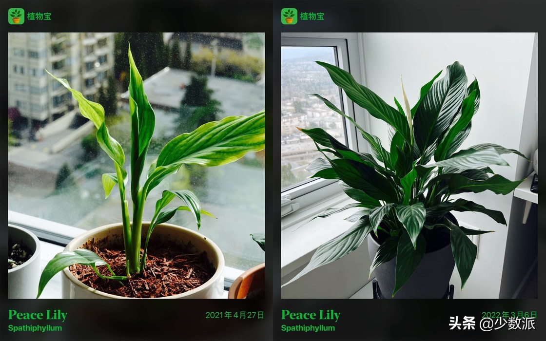 给居家植人的礼物，我为家里的花花草草写了一个 App：植物宝