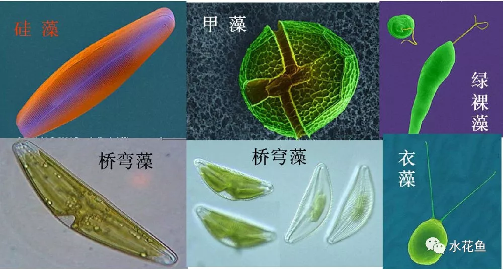 水生浮游生物(浮游植物和浮游動物)對魚類和水環(huán)境的作用與影響