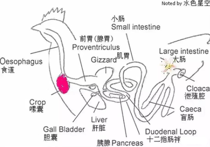 為啥夏季蛋雞腹瀉過料等腸道疾病反復(fù)不斷？一組簡圖帶您看明白