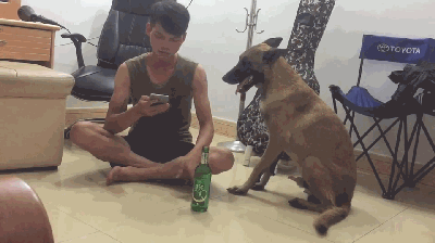 原来“马犬”有这些优点。养过的人都上瘾。想戒掉很难