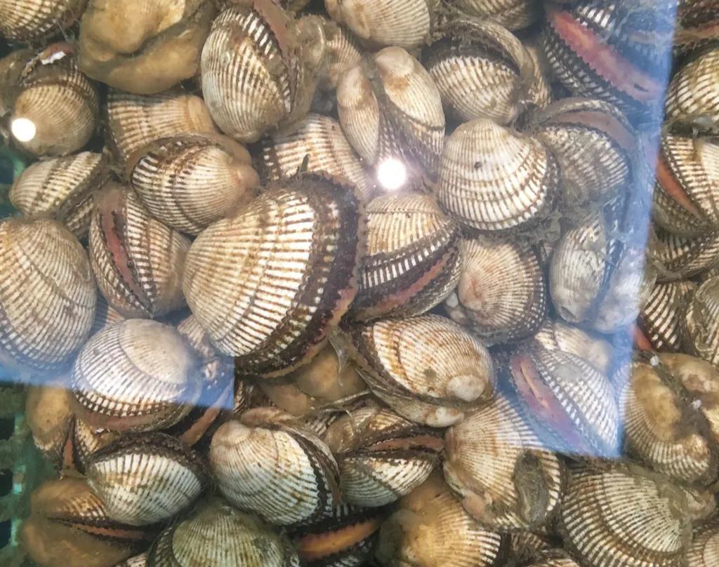 常见海鲜的名称和图片(盘点15种常吃的小海鲜) - 赤虎壹号