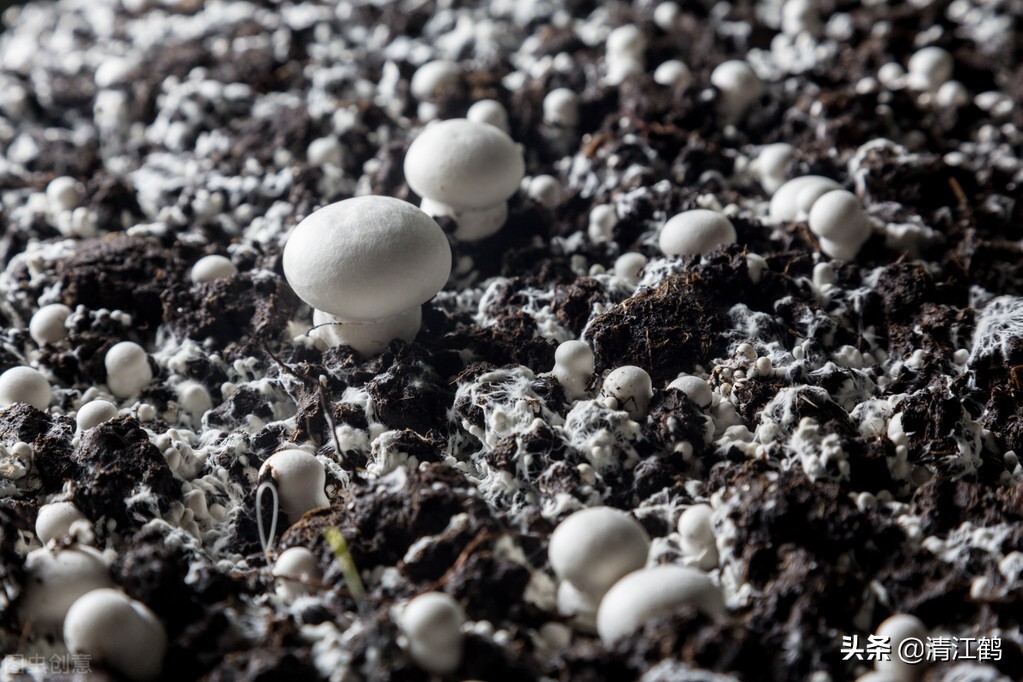 适宜秋冬季接种栽培的平菇有哪些类型？最受欢迎的是哪类平菇？