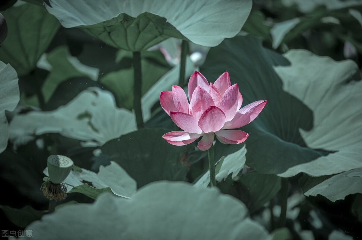 超级有质感的10句ins风高级中英文文案-我的快乐小窝