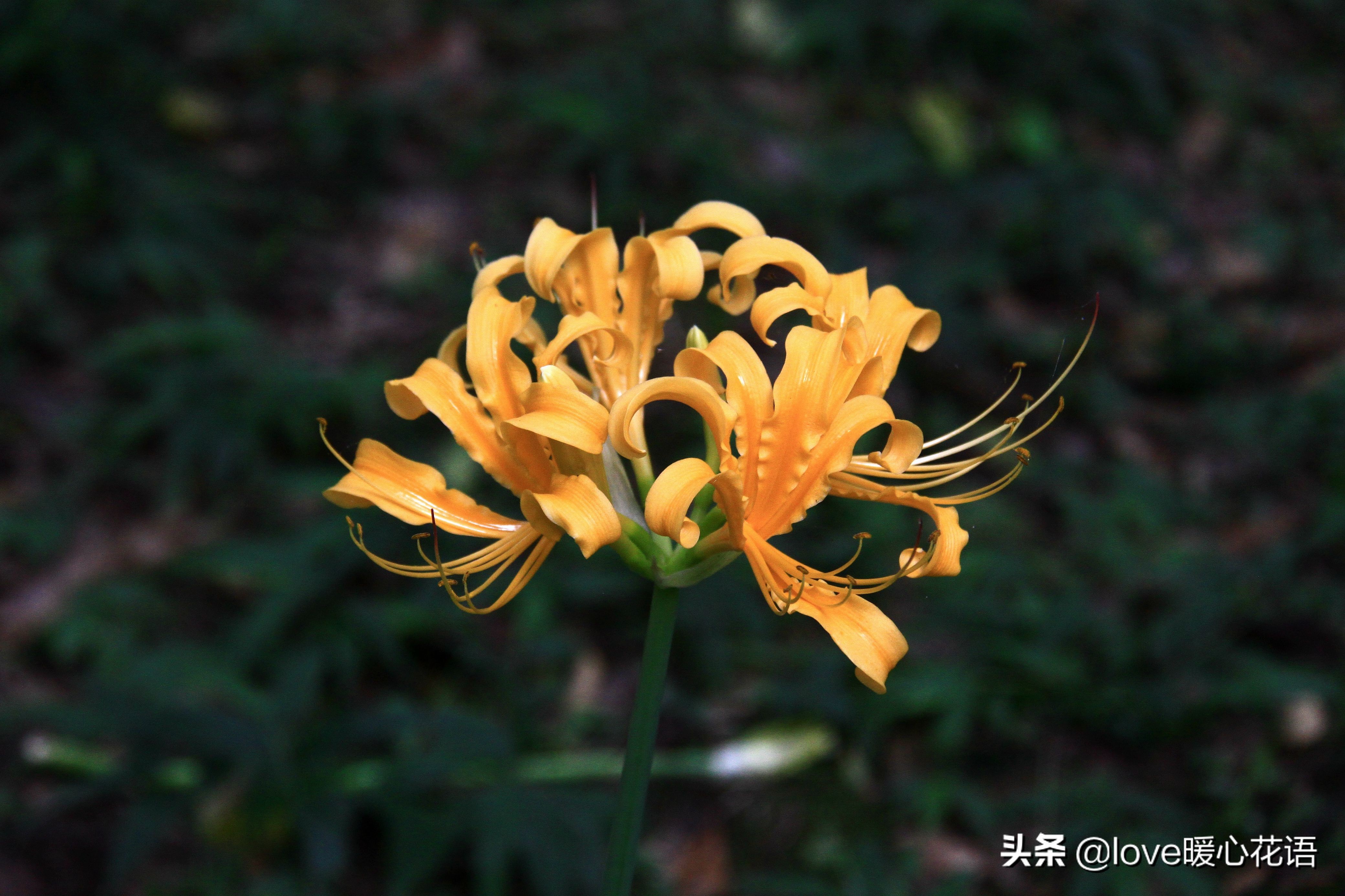 彼岸花的絕美,不同顏色寓意不同,15種石蒜科植物