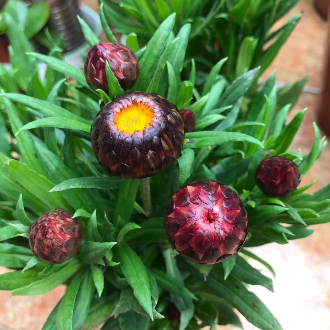 一年四季都开花的菊花品种（详解被称为永生花的菊花）