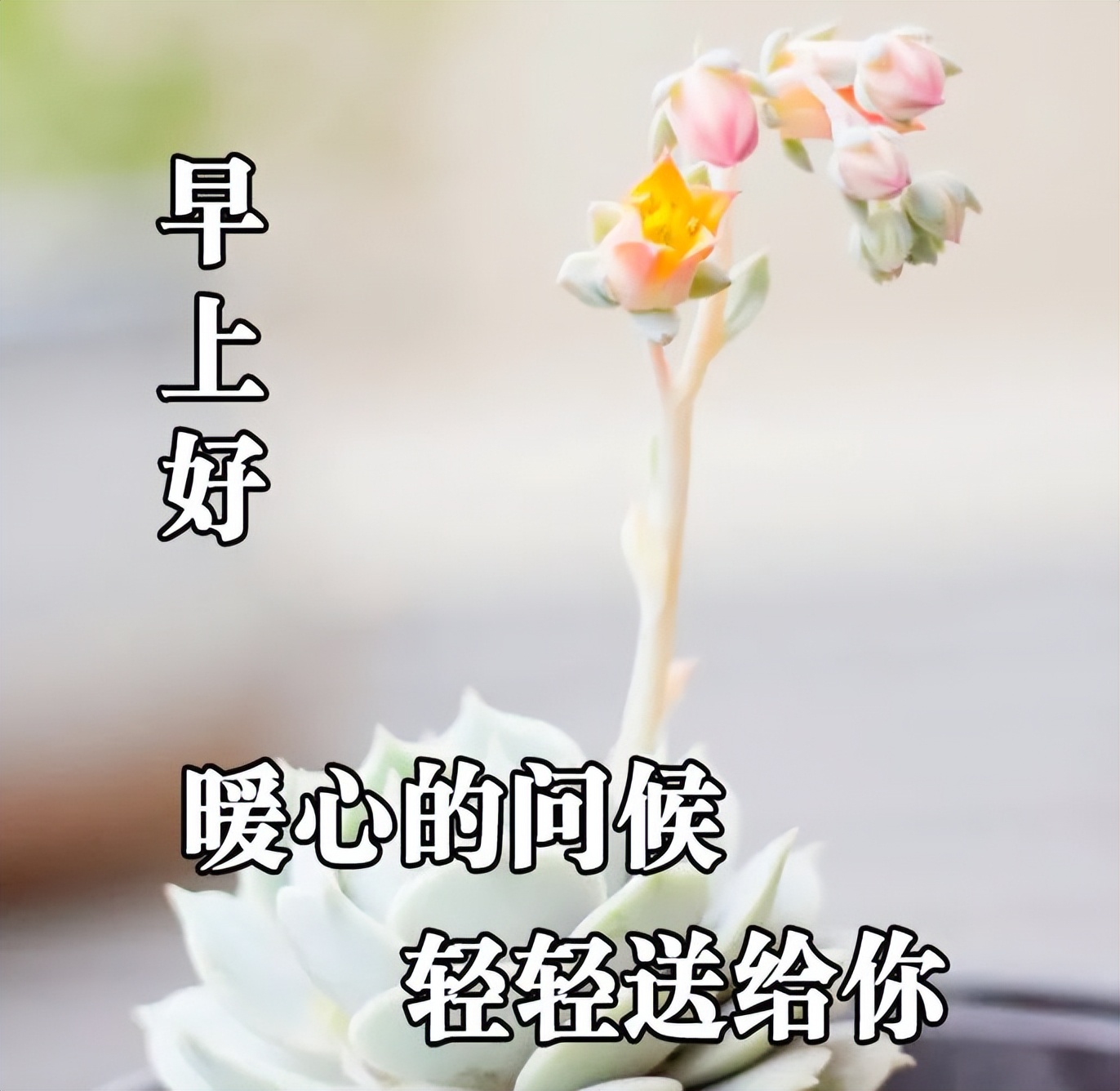 夏日漂亮早上好动态表情图片大全，暖心的问候、轻轻送给你图片