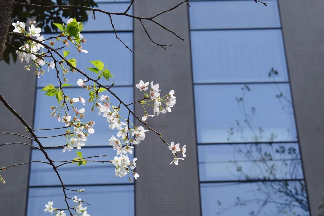 "悦"享春光，花香满"湖"！悦湖园区的花都开好啦，打卡走起！