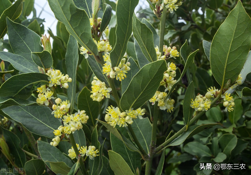 家里厨房用的香叶是啥树上的叶子,在山东能种植吗?