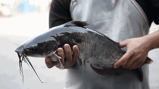 路亚目标鱼系列之(五):鲶鱼