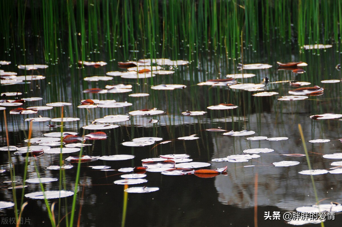 世间大雨滂沱，万物苟且而活，幸亏我爱笑，生活才没有那么糟糕