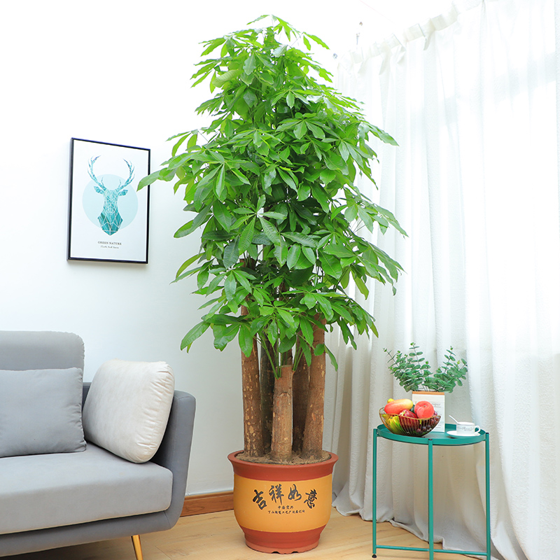 当然也有一些小型的发财树,可以点缀窗台,案几,客厅养一盆发财树也是