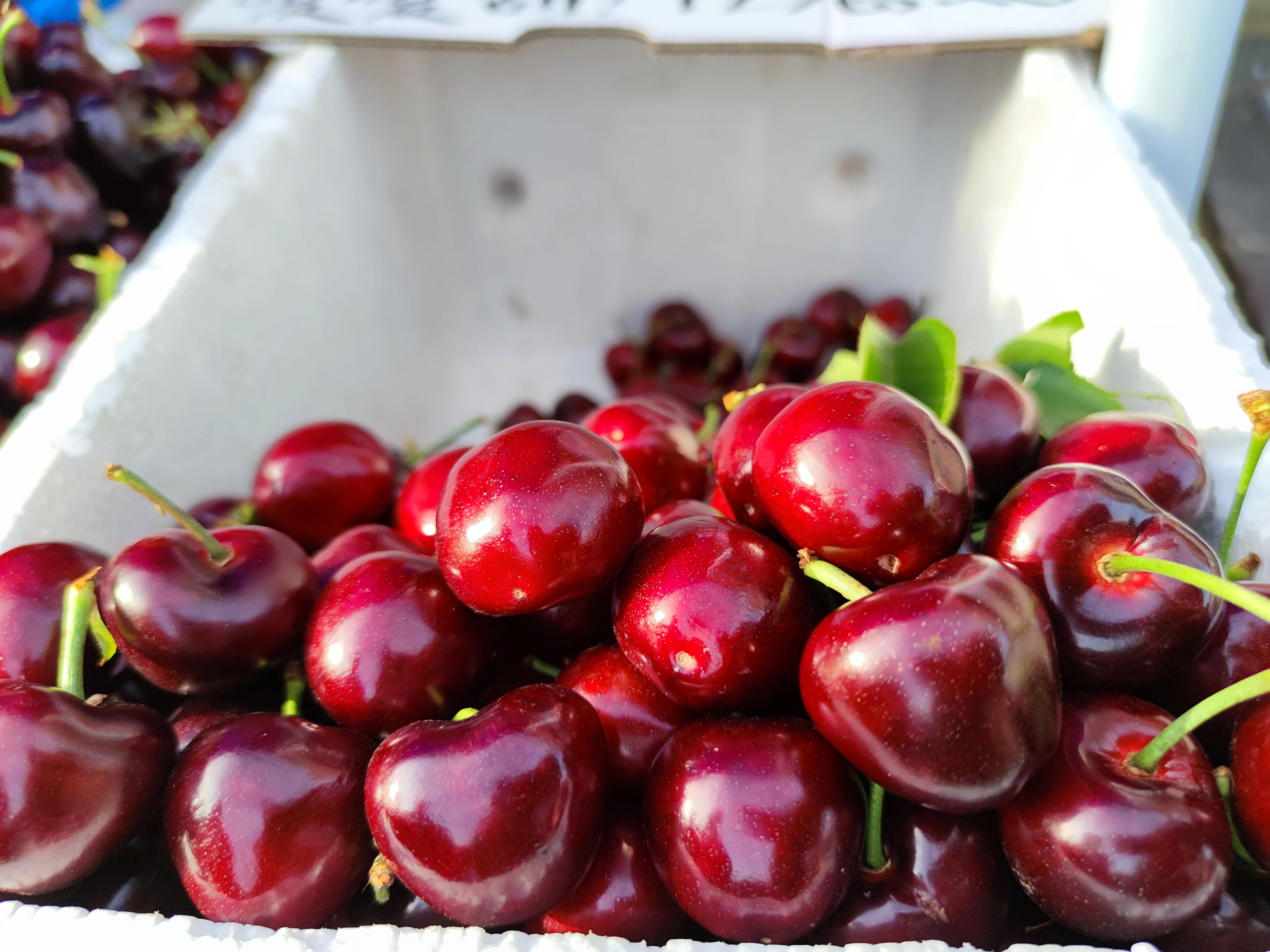 看品种:早熟的大樱桃品种中,红灯是酸甜口味的,黄色的明珠是甜中略带