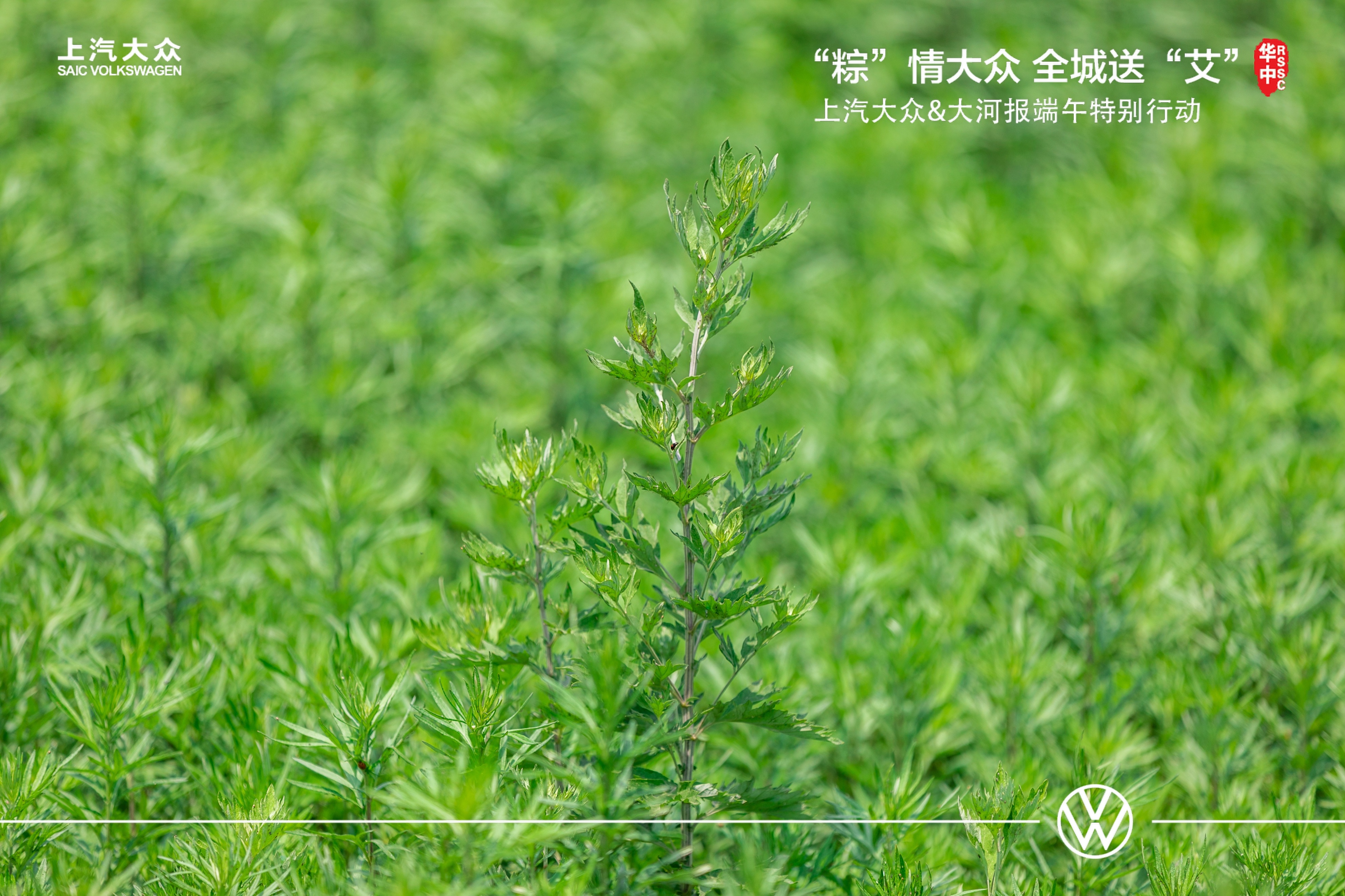 大河报汽车网