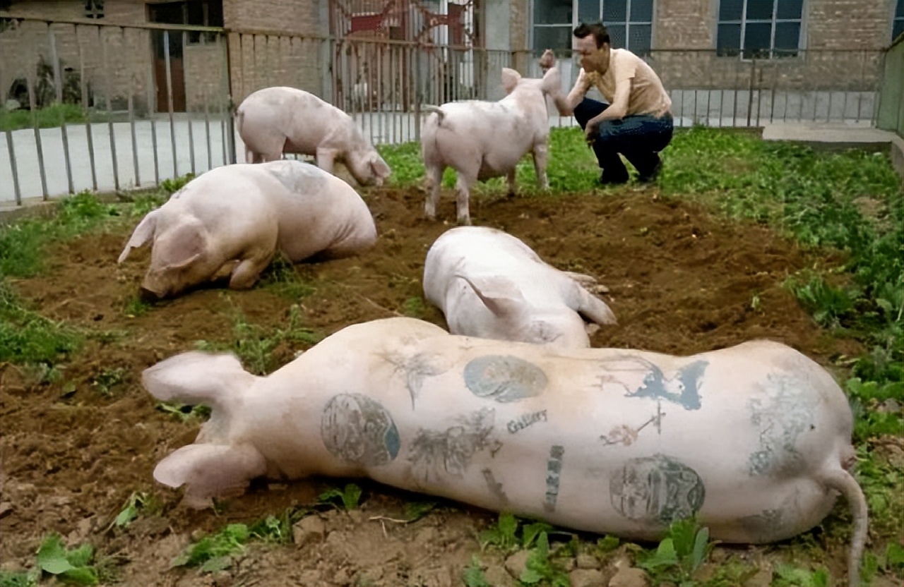 1997年，男子给活猪纹身，把猪皮卖给了香奈儿，一张猪皮猛赚51万