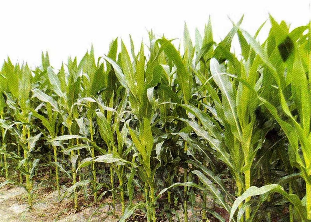 酵素农业技术：岛本酵素菌肥玉米高产技术方案及案例效果