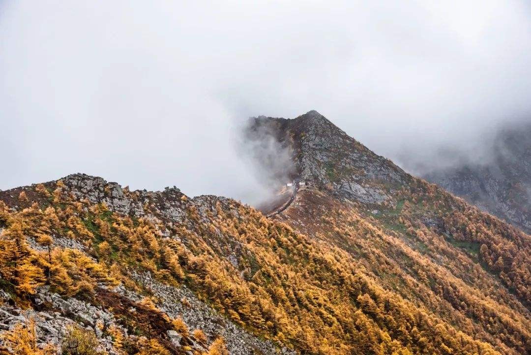 秦岭真的有盘山巨蟒吗？世界上最大的蛇有多大？是什么品种？